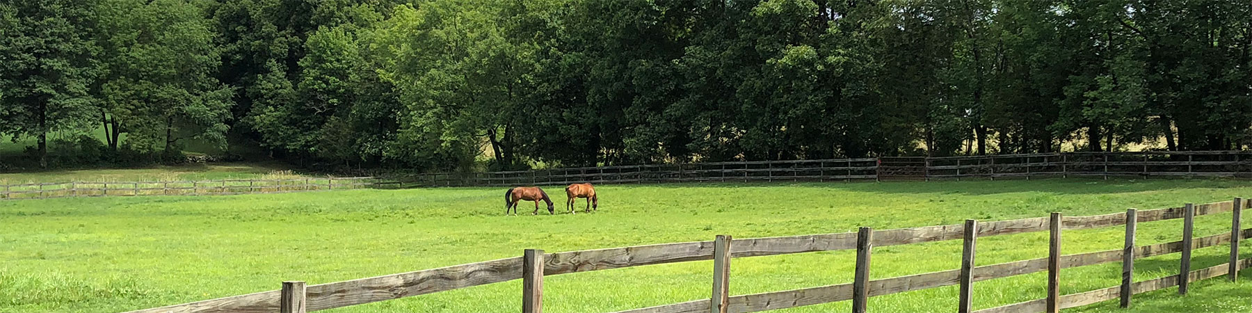 picture of horses in a fenced field in Lafayette.